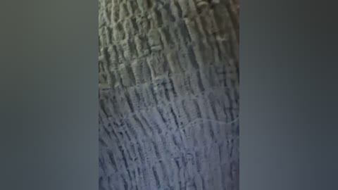 Media: Video of a tree trunk with a textured, rough bark. The tree's bark is a mix of gray and beige tones, with visible ridges and grooves. The background is a plain, dark gray wall.