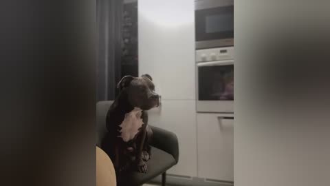 Media: A video of a brown and white dog sitting on a grey chair in a modern kitchen with white cabinets and a microwave.