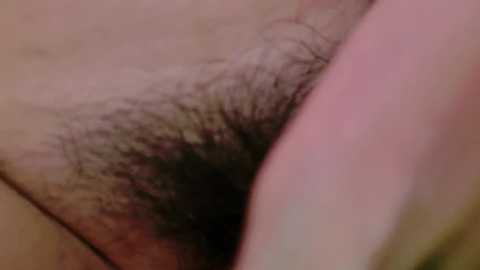 Media: Close-up video of a light-skinned person's pubic region, showing a dense patch of dark, coarse pubic hair with visible follicles and slight skin texture variations.