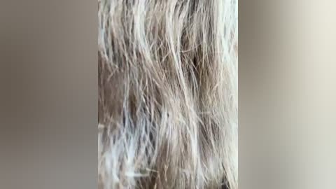 Media: Close-up video of a person's shoulder-length, light blonde hair, with strands tangled and disheveled, against a plain, light gray background. The texture is soft and slightly unkempt, with a slight shine.