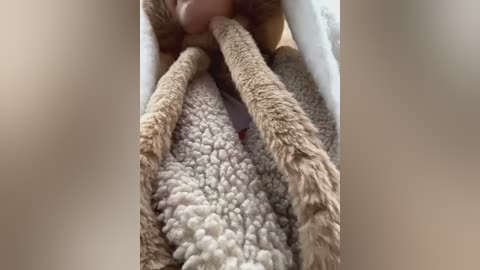 Media: Close-up video of a fluffy, beige cat's paws pulling apart a white and beige knitted blanket, revealing a small, red object underneath.