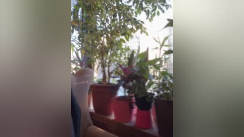 Media: Video of a greenhouse with lush, vibrant plants in various pots. Sunlight filters through the glass roof, casting a soft, natural light on the greenery.