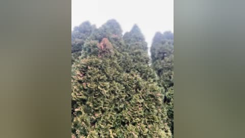 Media: A video showing a dense, green forest of tall coniferous trees with a reddish-brown patch near the center, likely indicating a fire or damaged area. The background is overexposed, giving a hazy, foggy effect.