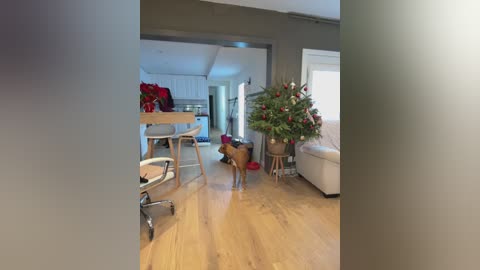 Video of a cozy, minimalist living room with a small Christmas tree, wooden floor, beige sofa, and a dog toy on the left.