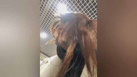 Media: A video shows a small dog with long, messy brown fur and a black collar, sitting on a white pillow. The background features a grid-patterned tile wall and a bright light above. The image is slightly blurred.