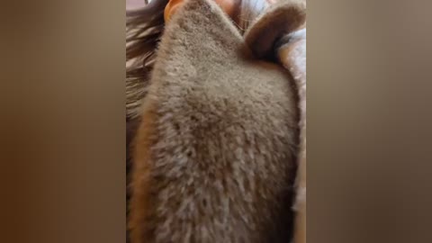 Media: Close-up video of a fluffy, brown-and-white cat with soft fur, gently resting on a person's lap. The background is blurred, focusing attention on the cat's soft texture and the person's warm, cozy embrace.