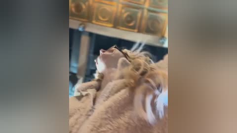 Media: Video of a lioness with a long, fluffy mane, gazing upward in a warm, golden-tiled room, likely a luxurious setting. The lioness's fur is light brown, and her expression is serene.