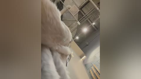 Media: Video of a white dog with a fluffy coat and black collar, standing on a beige carpet in a modern, industrial-style room with exposed pipes, concrete walls, and a large cylindrical light fixture.