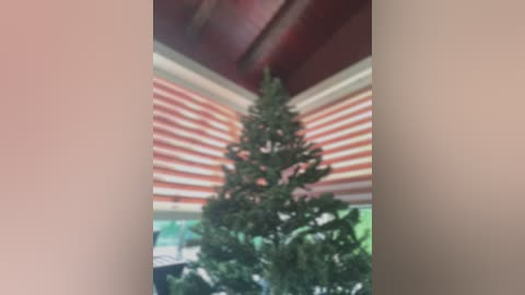 Media: Video of a small, decorated Christmas tree in a corner, with a wooden ceiling and red and white striped awning above.