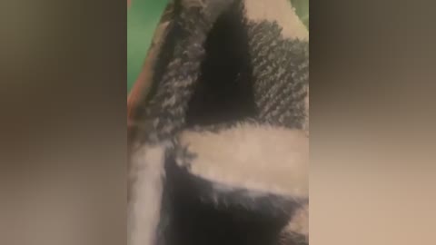 Media: A blurry, close-up video of a penguin's head, showing a mix of black and white feathers with a hint of green in the background. The image is slightly out of focus.