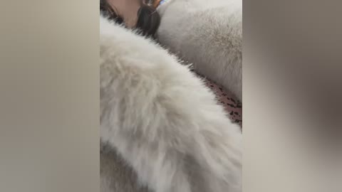 Media: A close-up video of a furry, white, plush blanket with soft, fluffy texture, partially covering a person's legs. The background is blurred, emphasizing the cozy, warm feel of the blanket.