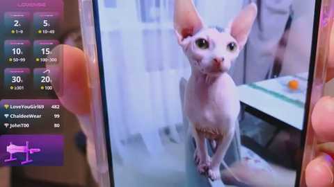 Media: Video of a person holding a smartphone displaying a pink, hairless, long-eared cat in a mirror. Background shows a modern bathroom with a glass shelf and white towels.