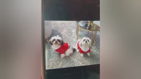 Media: Video of two small, fluffy white dogs with brown patches wearing red sweaters sitting on a light grey carpet. The background shows a dark wooden wall and a gold-framed mirror with a decorative object on a round table.