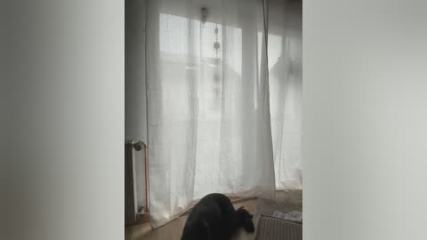 Media: Video of a black dog lying on a beige carpet, with sheer white curtains filtering light, and a red metal radiator visible on the left.