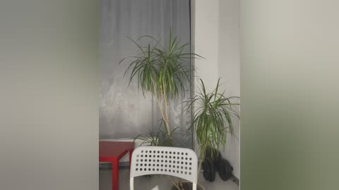 Media: A video of a minimalist indoor space featuring a white chair with a perforated design, two tall, slender green plants in white pots, and a red table, all set against a textured gray wall and sheer gray curtain.