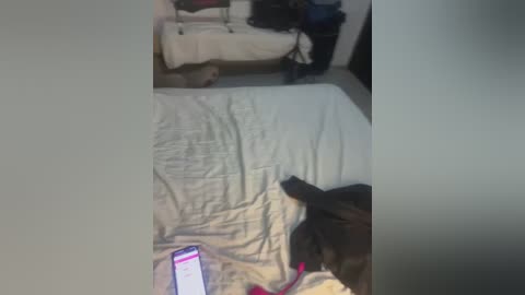 A video shows a black dog lying on a bed with white sheets, holding a pink phone, while a blurred person is in the background, partially visible.