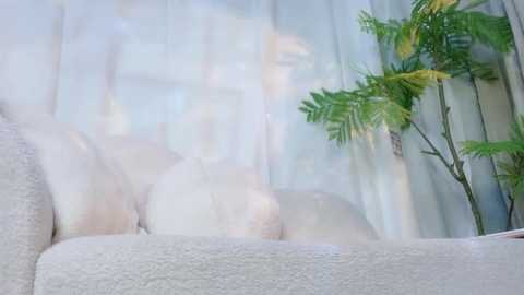 Media: A video shows a white cat lounging on a beige couch, partially covered by sheer white curtains. A green potted plant stands to the right. The room is softly lit, creating a serene, cozy atmosphere.