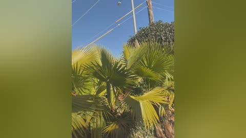 Media: Video of a lush, green palm tree under a clear blue sky, with utility poles and wires visible in the background. The image is framed by a green border, creating a seamless transition.