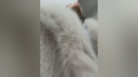 Media: Video of a close-up, blurred view of a fluffy, white fur coat, possibly a dog or cat, with soft, dense fur texture. The background is out of focus, emphasizing the luxurious fur.