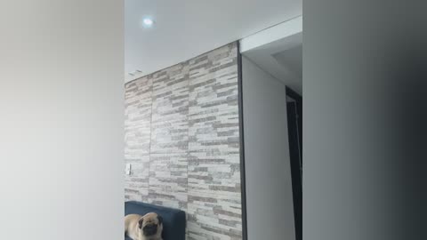 Video of a light brown pug sitting on a blue couch, facing a textured, gray and white stone wall, with a white ceiling and a doorframe in the background.