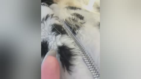 Media: Video of a close-up of a cat's face with a silver chain tangled in its fur, showing a pink paw trying to untangle it. The background is blurred.