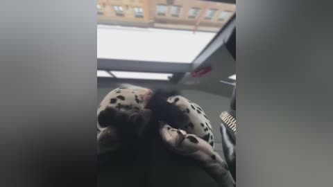 Media: Video of a leopard napping on a couch, covered in a blanket, with a window in the background showing a snowy, multi-story building.