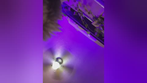 Media: Video of a dimly lit room with a central ceiling fan, emitting a soft, white light, casting a purple hue. The background is a gradient of purple and black.