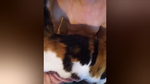 Media: Video of a close-up, blurry scene featuring a person with fair skin holding a calico cat with white, black, and orange fur. The background is a soft, brown gradient.