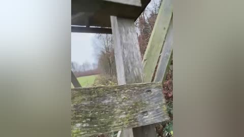 Media: A video captures a wooden bridge with weathered planks, set against a backdrop of bare trees and a misty, overcast sky. The bridge's structure appears aged and slightly tilted. The scene suggests a rural, autumnal environment.