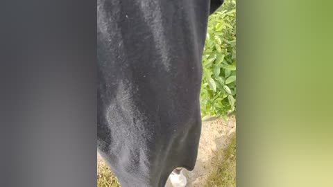 Video of a black dog's face, partially covered in mud, standing in a lush green grassy area. The dog's snout is prominent, and its eyes are visible, with a blurred background of green foliage.