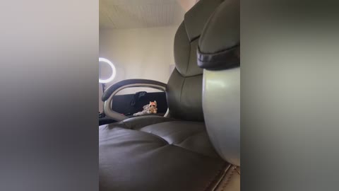 Video of a small, light-colored kitten curled up on a black leather car seat, with a round, bright light in the background, creating a cozy, intimate indoor scene.