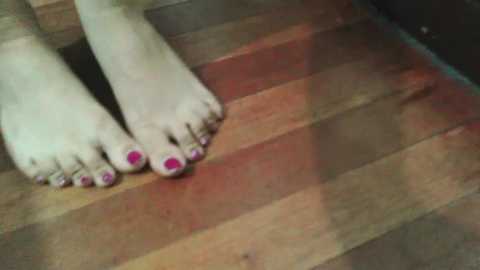 Media: Video of a pair of light-skinned feet with neatly trimmed toenails painted bright pink, resting on a wooden floor with horizontal planks in varying shades of brown and red.