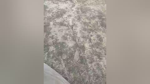 A video of a textured, grayscale wall mural depicting a forest scene with a winding path, featuring a mix of green and brown tones. The image is centered, with a partial view of a white couch on the lower left.