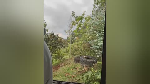 Video of a forest scene through a window, showing a black tire, green trees, and overcast sky. A person's hand is partially visible on the left.