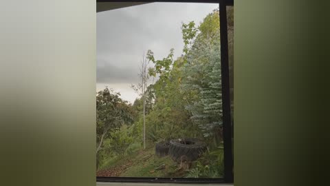 Video of a lush, green forest with a circular tire swing hanging from a tree. The sky is overcast, casting a soft light. The scene is serene and natural, emphasizing the textures of the foliage and the tire's rugged surface.