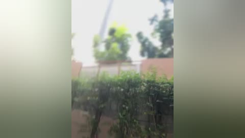 A blurry video of a garden scene with a tall, green hedge, lush trees, and a pink wall in the background, with a lens flare in the upper left corner.