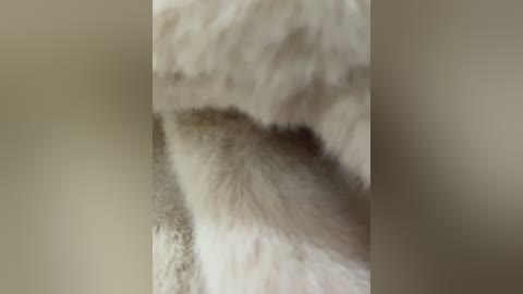 A close-up video of a fluffy white cat's fur, featuring soft, textured strands against a blurred, beige background. The image focuses on the cat's fur, highlighting its dense, voluminous texture.