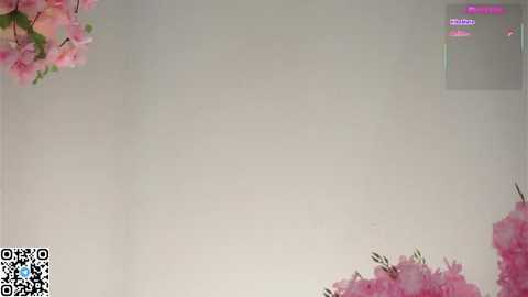 A video of a plain white wall adorned with vibrant pink cherry blossoms in the top left and bottom right corners. A QR code and text are visible in the bottom left corner.