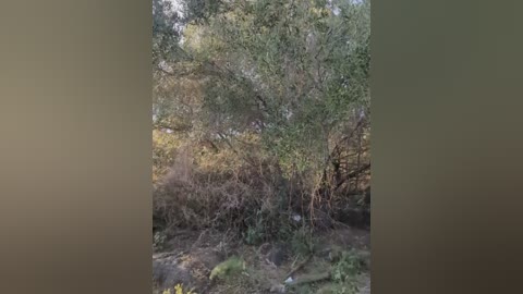 darkdea free recording from 2025-12-11 00:08:00