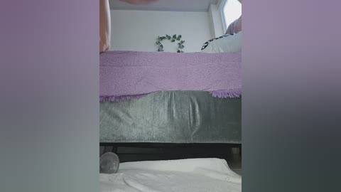Video of a bed with a lavender blanket, green duvet, and a small gray cat on a white bedsheet, set against a white wall with a leafy plant.