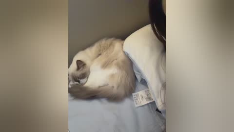 pinnnnnnk free recording from 2025-12-20 00:02:00