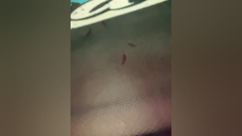 rinamay_ free recording from 2025-12-21 00:13:00