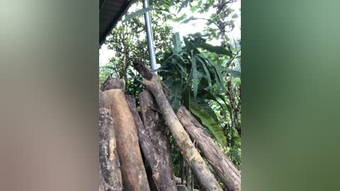 Video of a pile of rough-cut, wooden tree trunks with green leaves in the background, showing a rustic, natural setting.