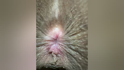 Video of a close-up of a human anus, showing the sphincter muscles and surrounding skin folds, with a central pinkish area. The background is a blurred, neutral color.