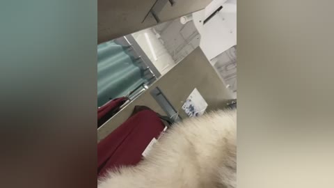 Video of a small, fluffy white cat with a red collar and tag, lying on a maroon blanket in a modern bathroom with white tiles, a teal shower curtain, and a metallic towel rack.