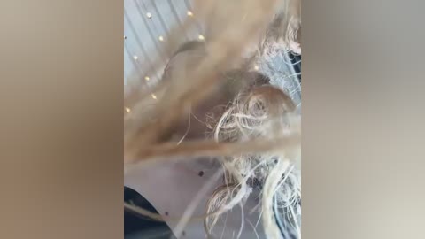 alana15 free recording from 2026-01-25 00:22:00