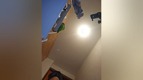 A video of a room with a parrot perched on a wooden shelf. The parrot is green and red, and the room has beige walls, a blue chair, and a black office chair.