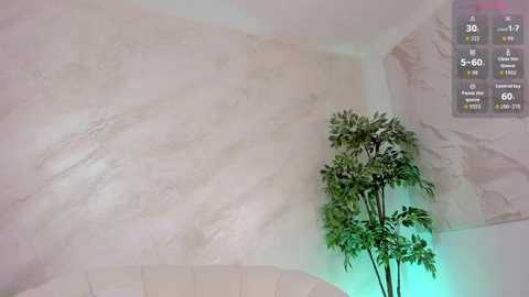 Video of a modern, minimalist room with a white, textured wall and a tall, green bamboo plant in a white pot. A digital thermometer screen displays temperature and humidity levels in the top right corner.