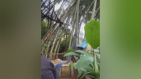 A video captures a lush, green bamboo forest with tall, slender trees and thick leaves. A wooden structure with blue tarps is partially visible, suggesting an outdoor setting.
