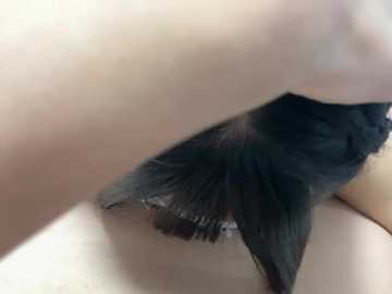 Media: A close-up video of a moth with intricate black and brown wings, perched on a light beige surface, possibly a wall or piece of furniture, with a soft, blurred background.